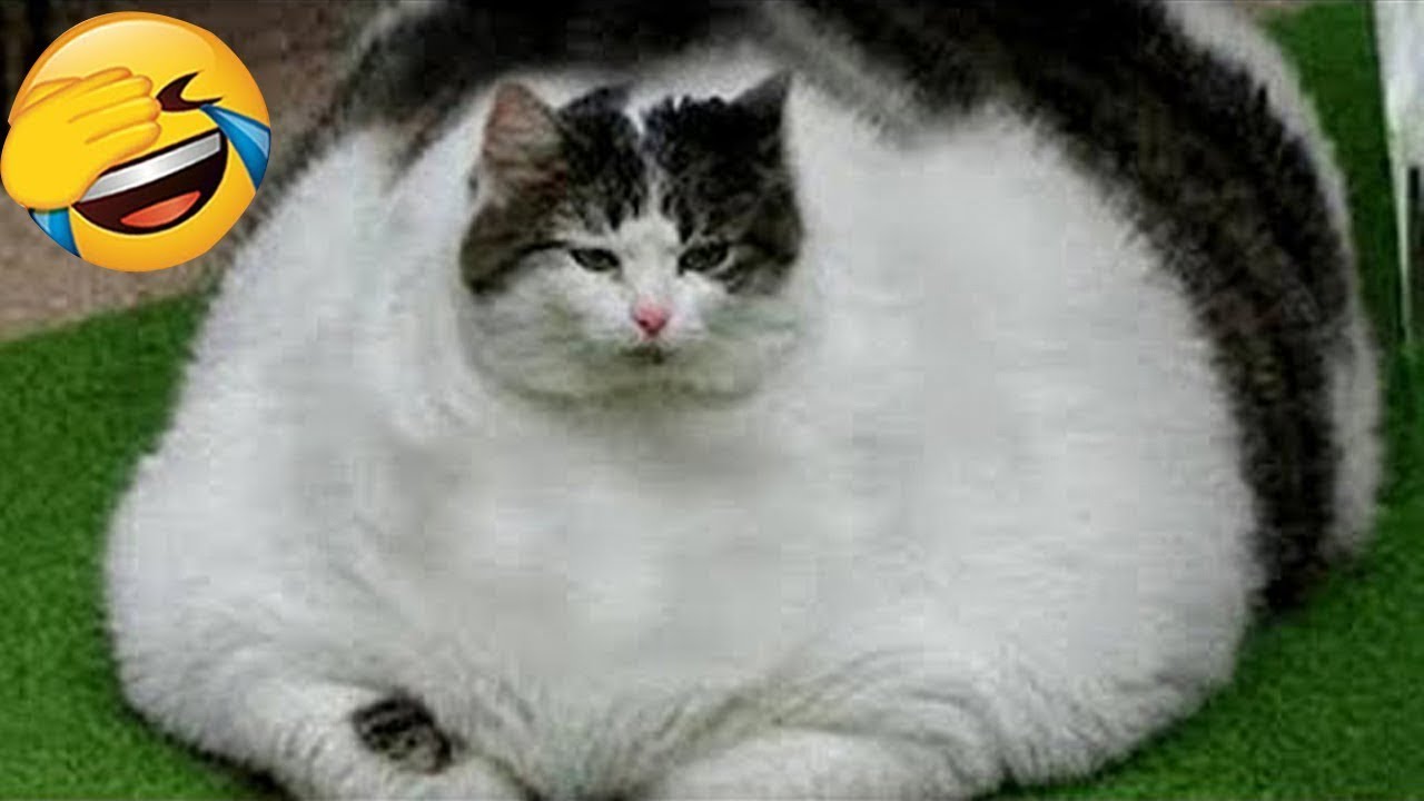These funny animals will crack you up until you’re in tears! 😂