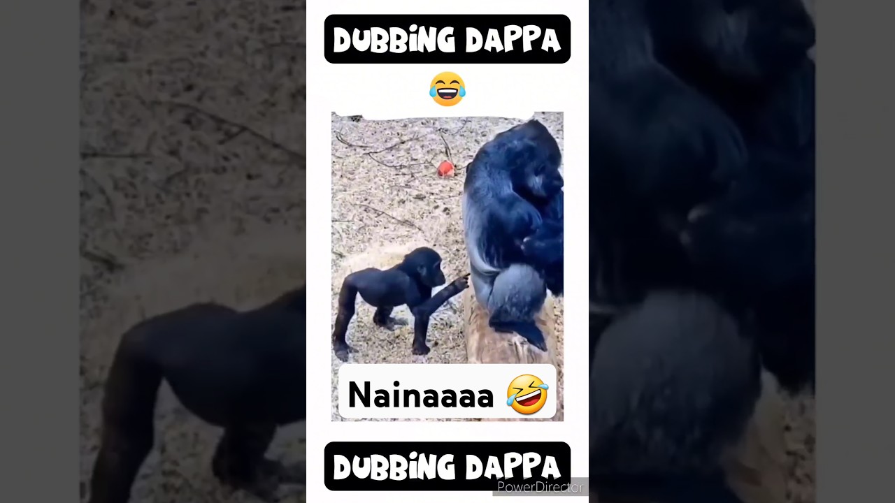Nainaaa 🤣 #funny #shorts #comedy #shortsfeed #monkey #funnyanimals #animalvideos #monkeyvideo #pets