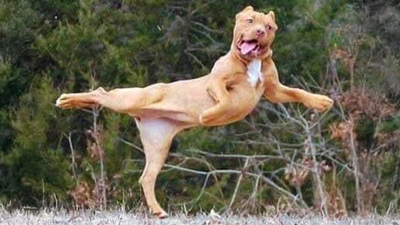 I would die laughing for these comedian dogs 😂 Funny Dog Videos