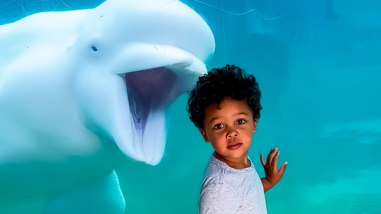 Whale, That Escalated Quickly! 🤣 Funniest Aquarium Fails