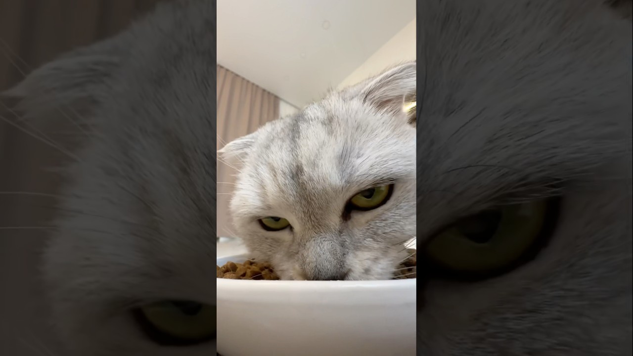 It seems impossible to hide from Sonya! 🥲 #cat #funny #animals