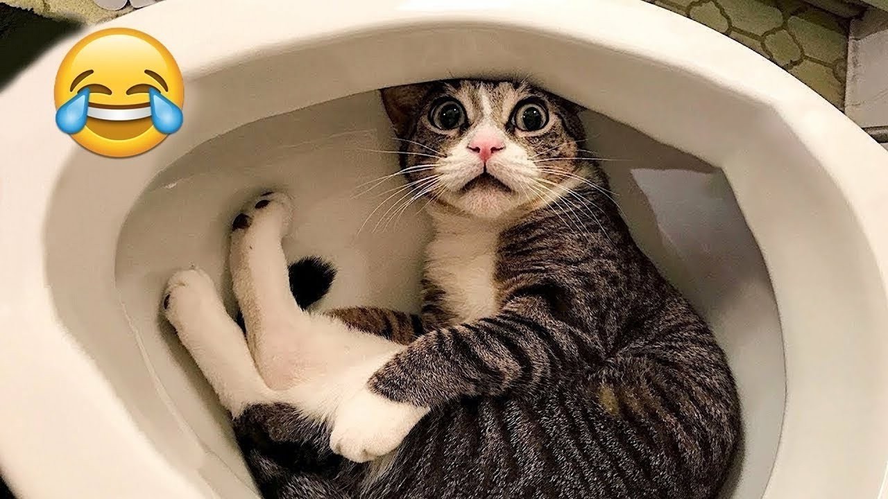 Funniest Cats and Dogs Clips 2025😼🐶Try Not To Laugh😜